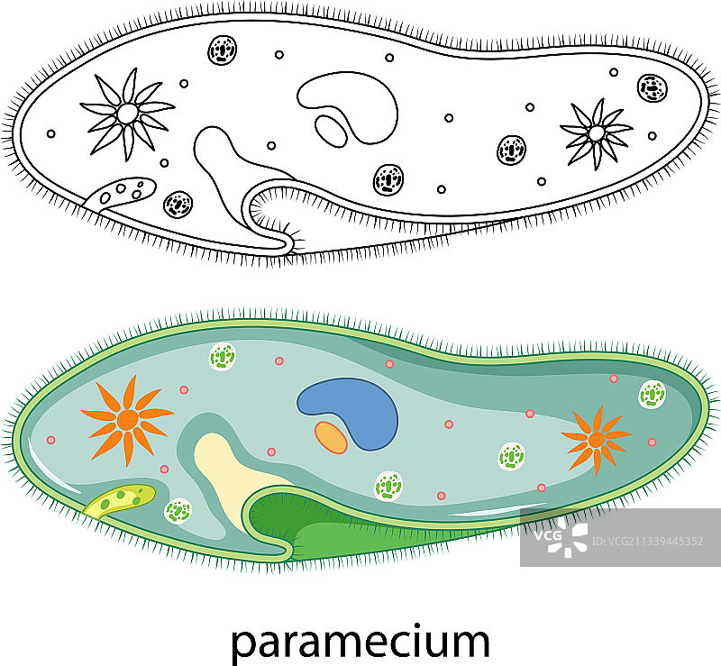 白色背景上的彩色草履虫涂鸦图片素材