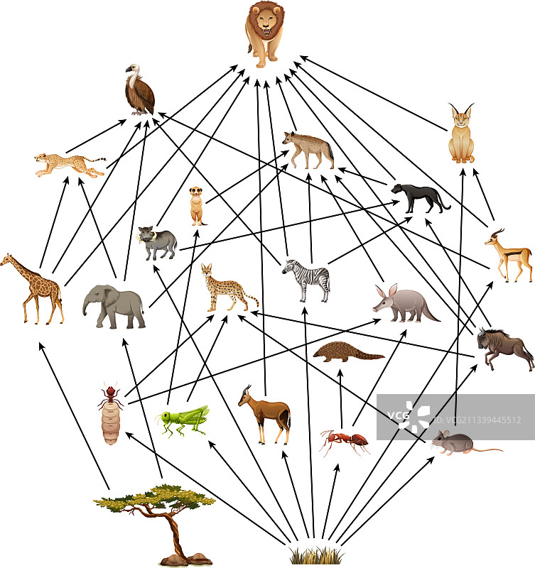 白色背景上的非洲动物食物网图片素材