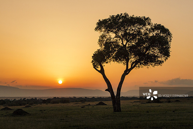 草原上，夕阳下的一棵树图片素材