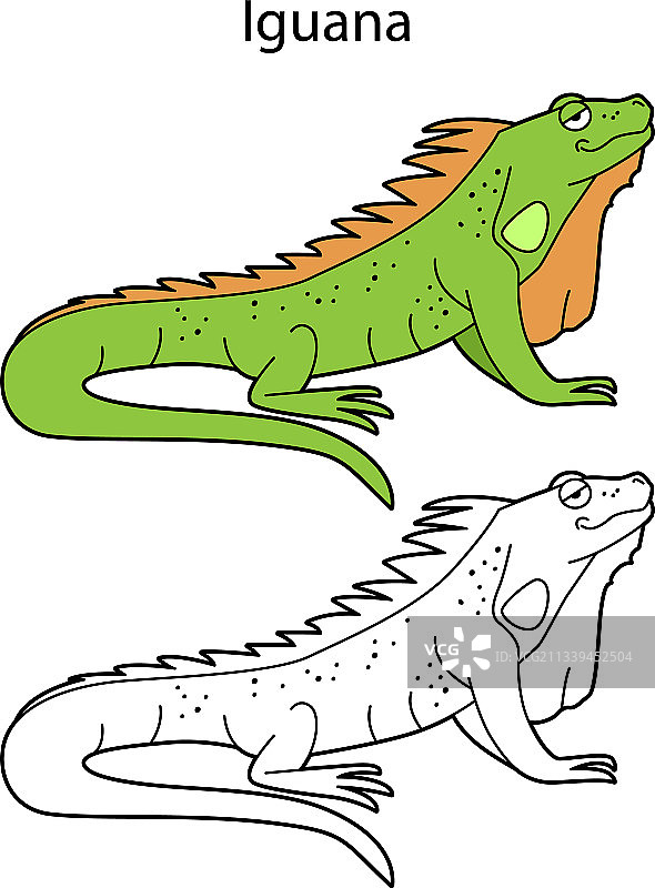 有趣的可爱动物鬣蜥，白色背景图片素材