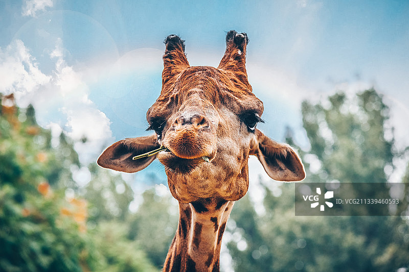 卖萌第一名图片素材