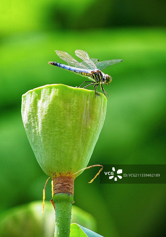 侏儒蜻蜓图片素材