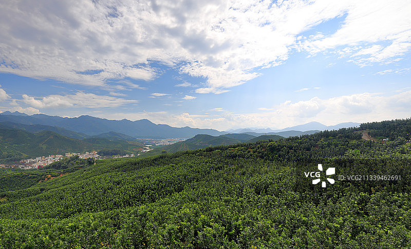 高寨村蜜柚林图片素材