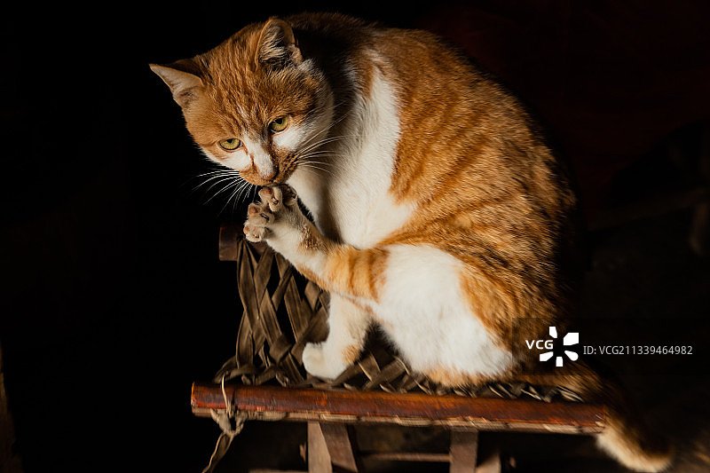 留守的猫图片素材