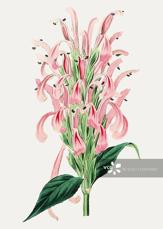 火烈鸟花朵图片素材