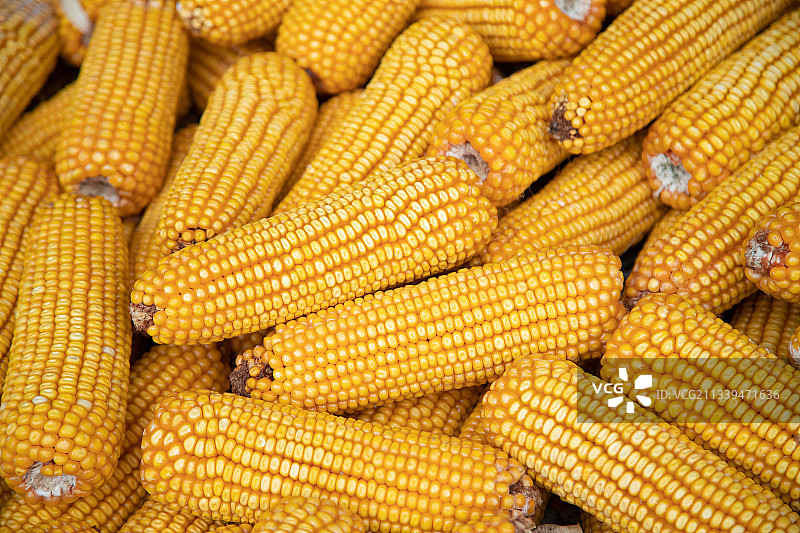 玉米图片素材