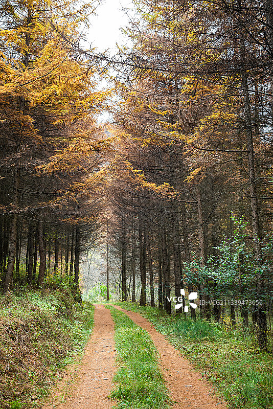秦岭秋季小路户外树林图片素材