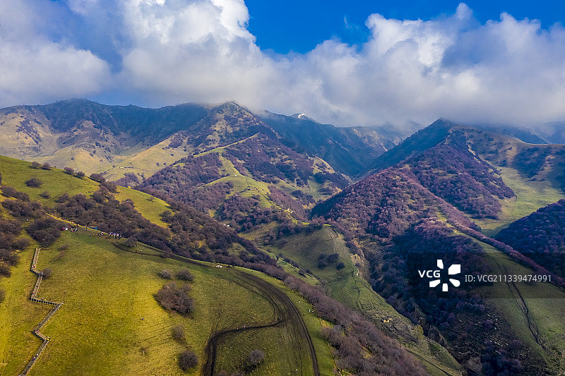 新疆伊犁：门源吐尔根杏花图片素材