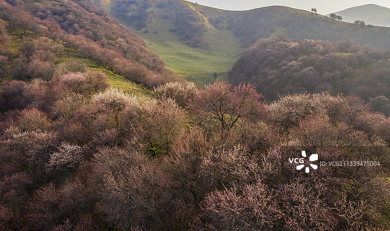 新疆伊犁：门源吐尔根杏花图片素材