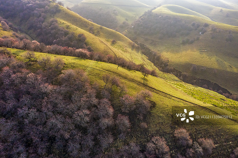 新疆伊犁：门源吐尔根杏花图片素材