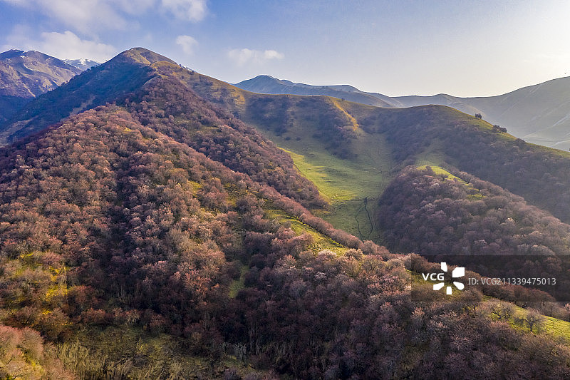 新疆伊犁：门源吐尔根杏花图片素材