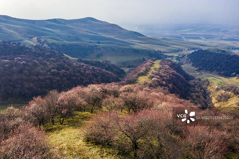 新疆伊犁：门源吐尔根杏花图片素材