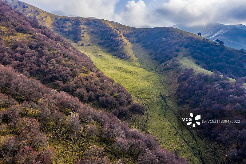 新疆伊犁：门源吐尔根杏花图片素材