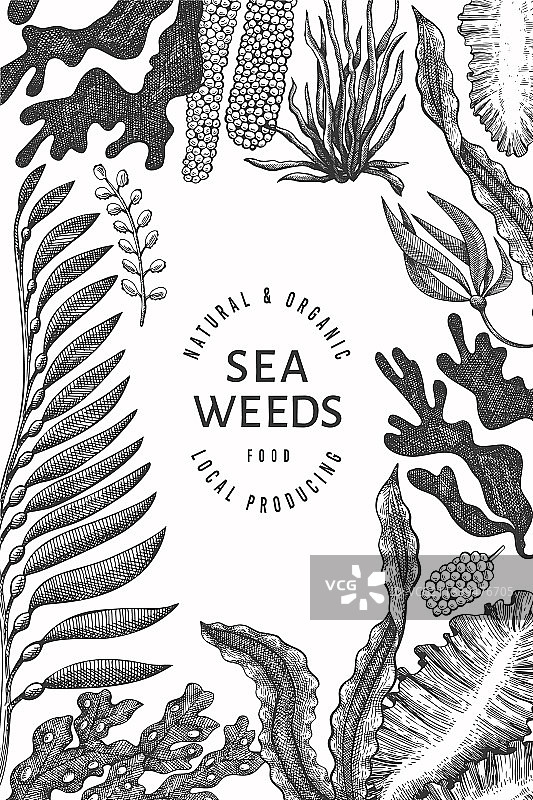 手绘海藻设计模板图片素材