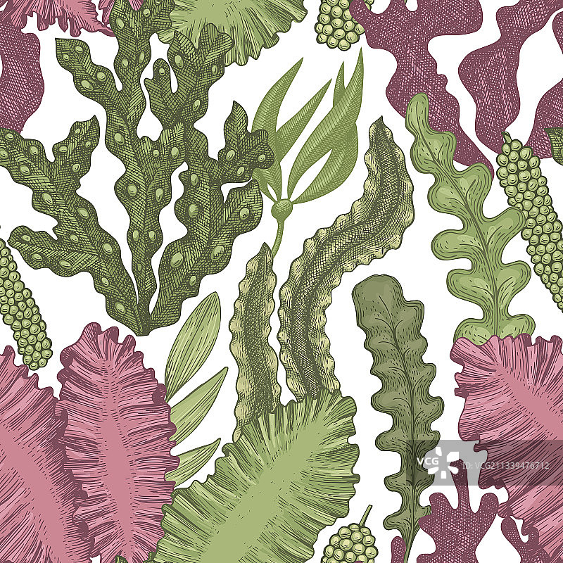 手绘海藻无缝图案图片素材