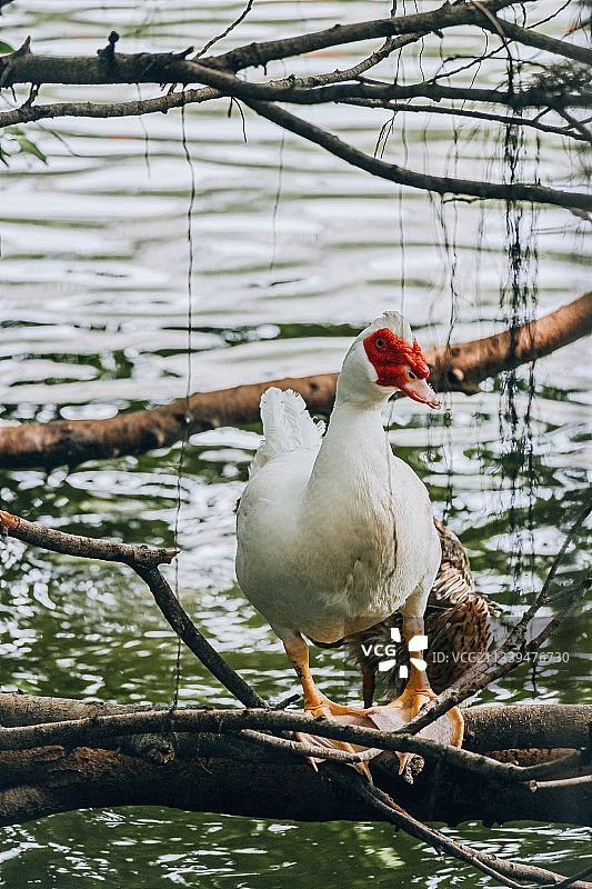 水鸭图片素材