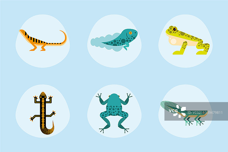 六个可爱的两栖动物图片素材