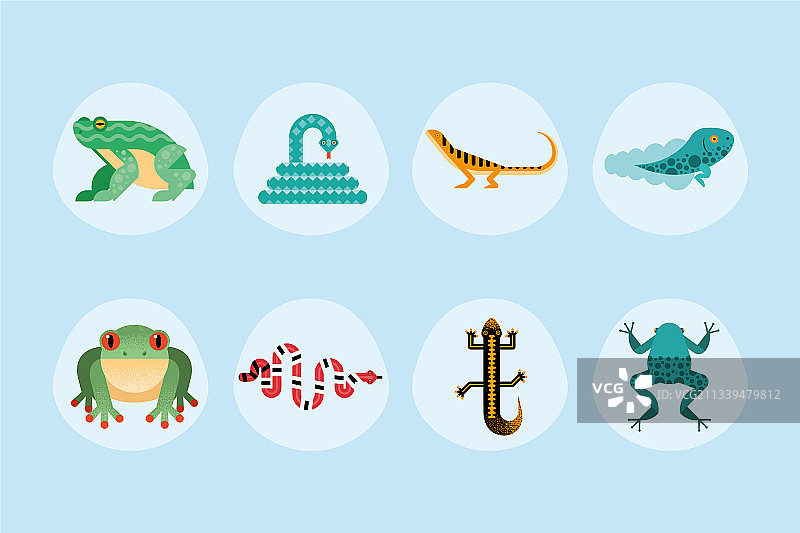 可爱的八只两栖动物图片素材