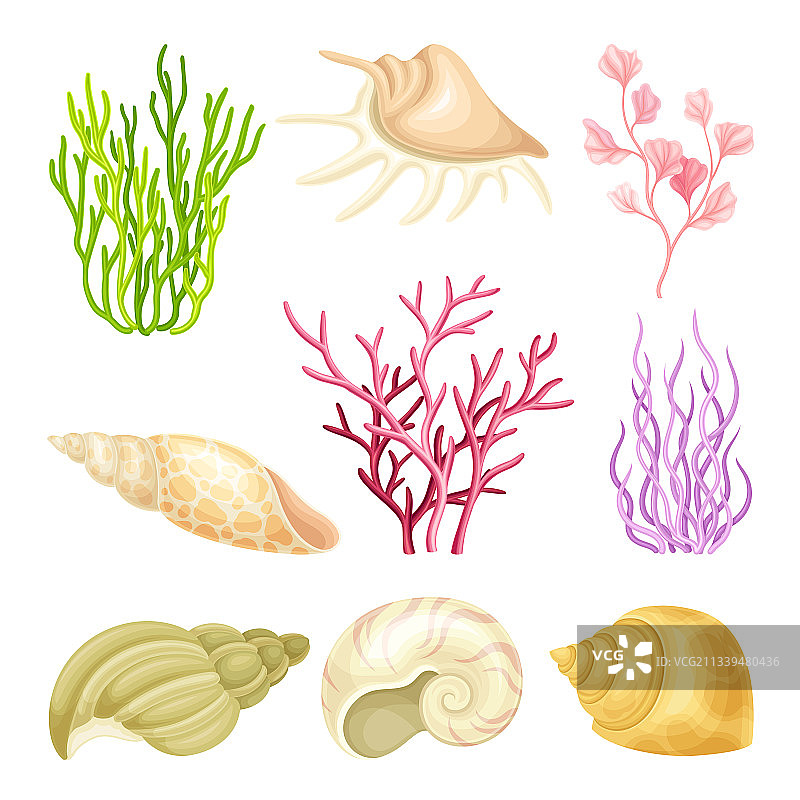 珊瑚虫和贝壳海洋生物图片素材