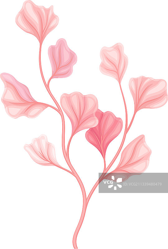 海洋中的粉色珊瑚海洋无脊椎动物图片素材