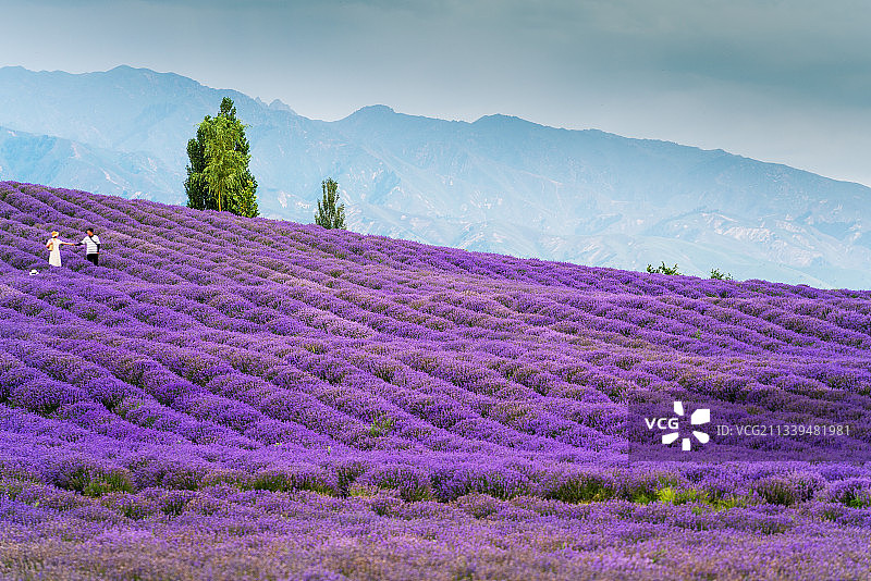 新疆伊犁解忧公主熏衣草农场图片素材