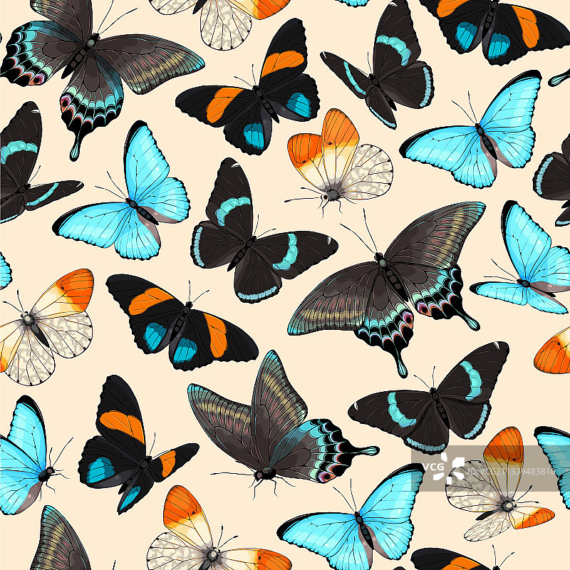 高精度热带蝴蝶图案图片素材