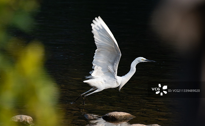 白鹭展翅图片素材