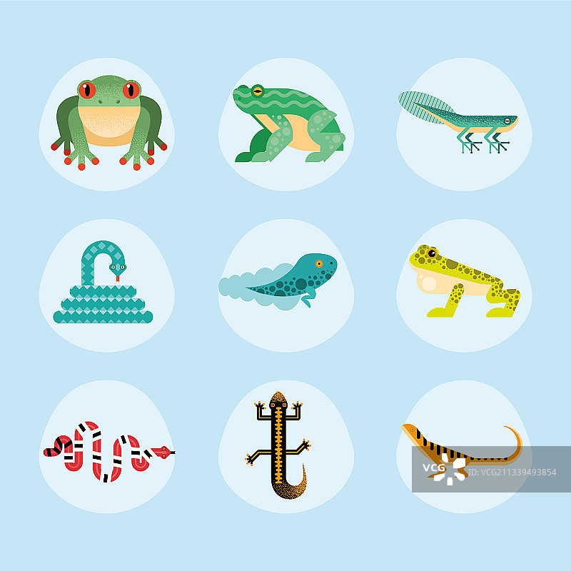 九个可爱的两栖动物图片素材