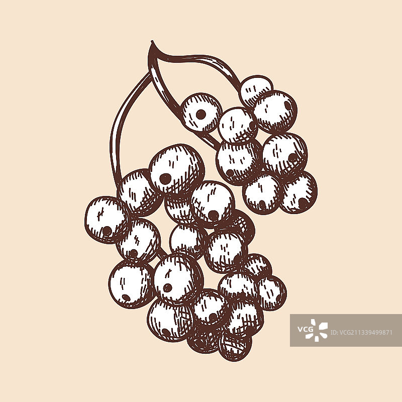 黑醋栗图标图片素材