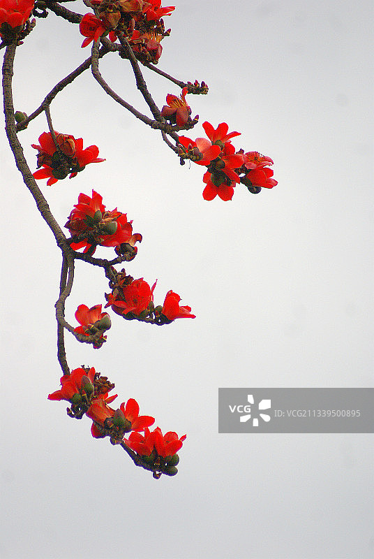 木棉花（24）图片素材