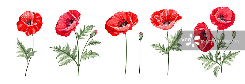 白色背景上的不同罂粟花合集图片素材