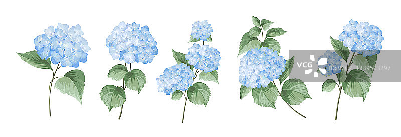 白色背景上的不同绣球花枝图片素材