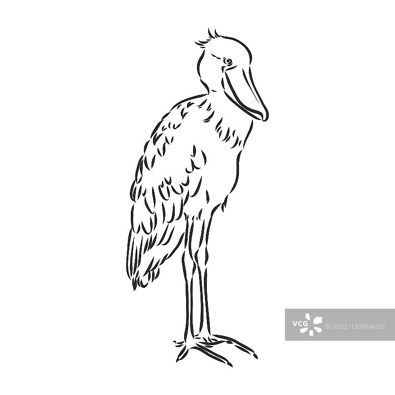 手绘素描风格的鲸头鹳图片素材