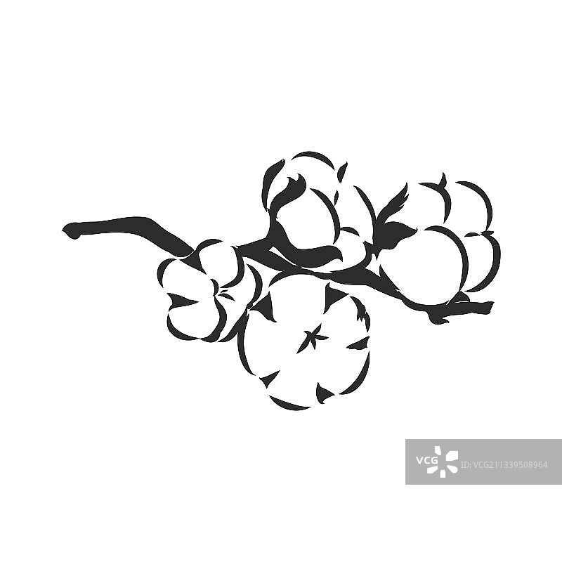 复古风手绘棉花植物图片素材