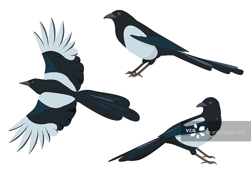 不同姿势的喜鹊图片素材