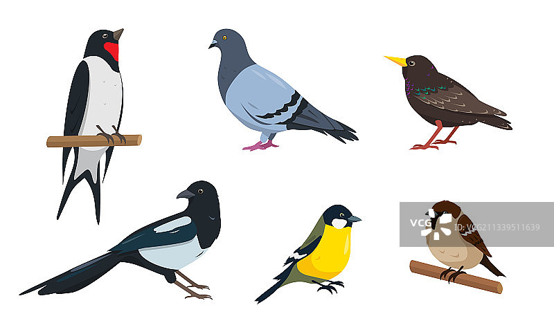 麻雀、山雀、八哥、燕子、鸽子和喜鹊图片素材