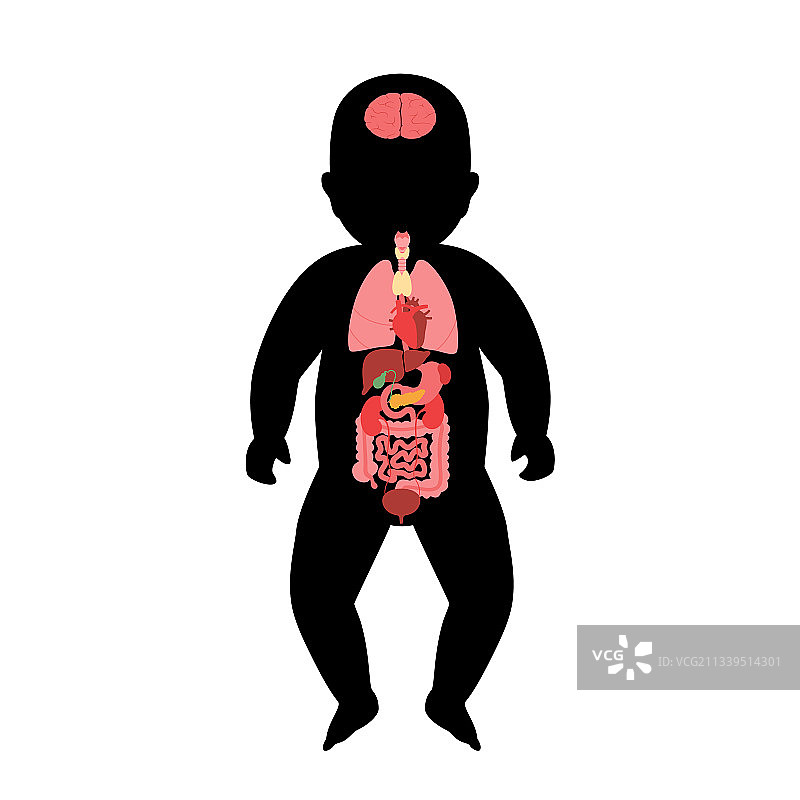 内脏器官图片素材