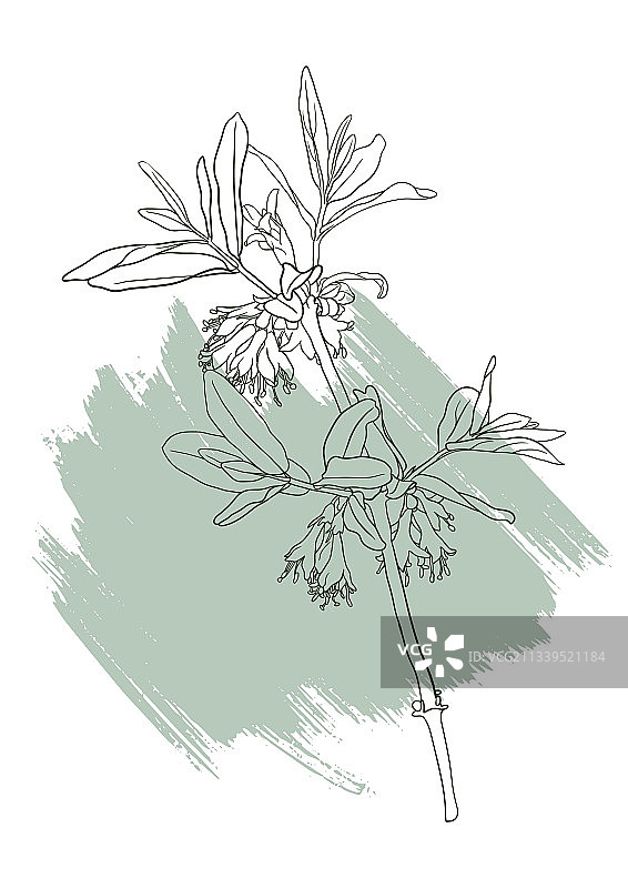 花卉海报图案图片素材