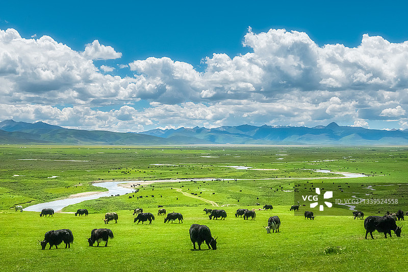 四川理塘毛娅大草原夏季成群牦牛自然风光图片素材
