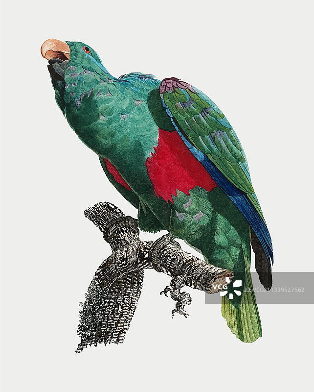 折衷鹦鹉图片素材