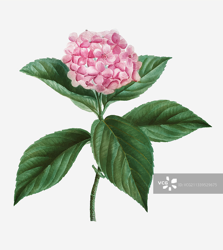 法国绣球花图片素材