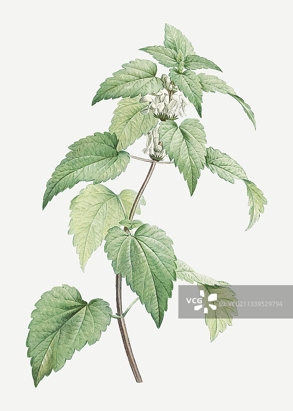 开花的白荨麻植物图片素材