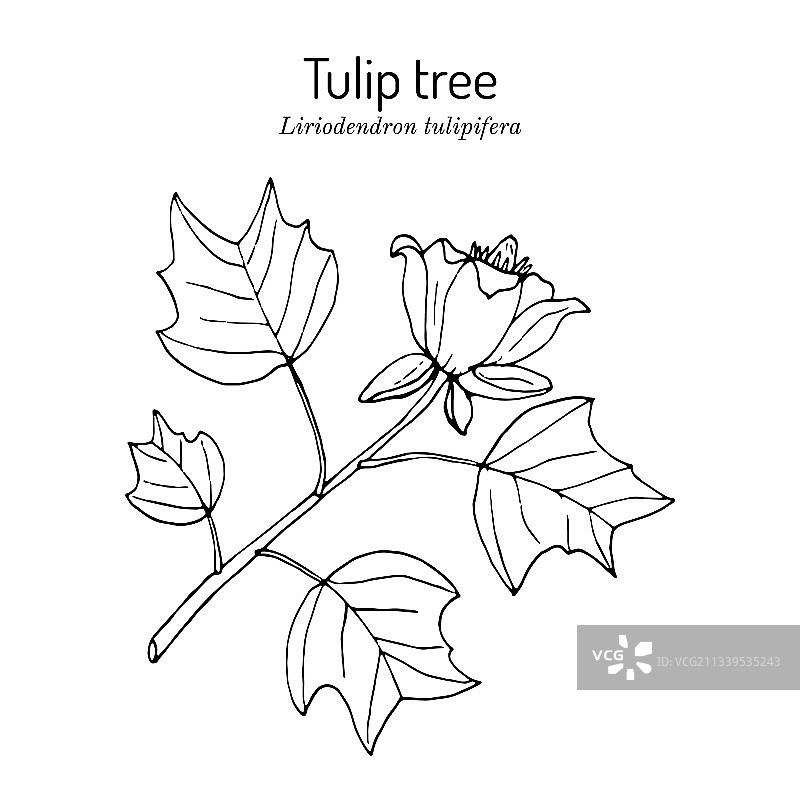 鹅掌楸图片素材