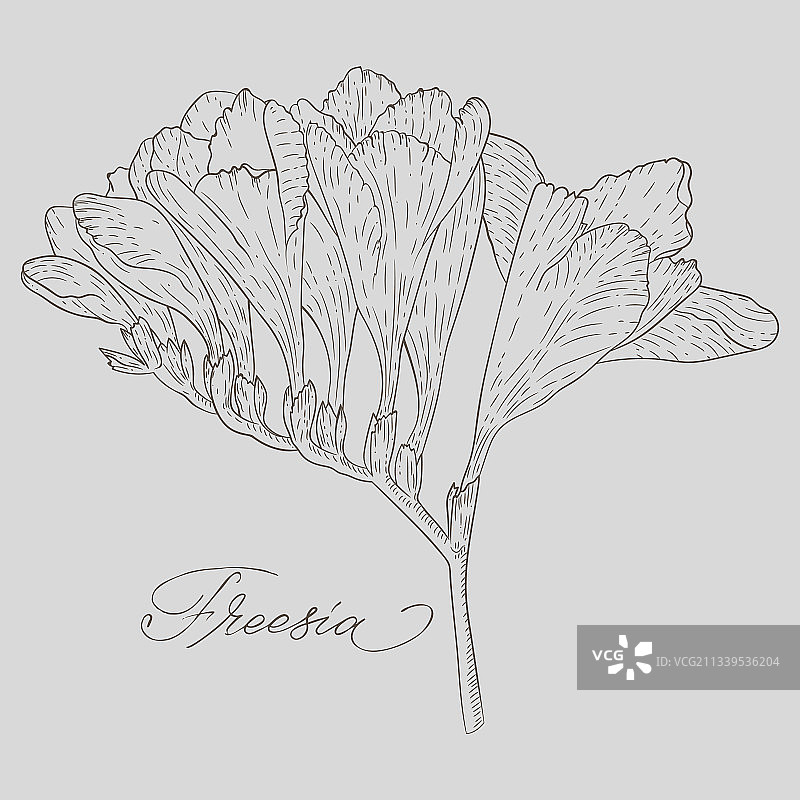 抽象线条艺术小苍兰花卉彩色图案图片素材