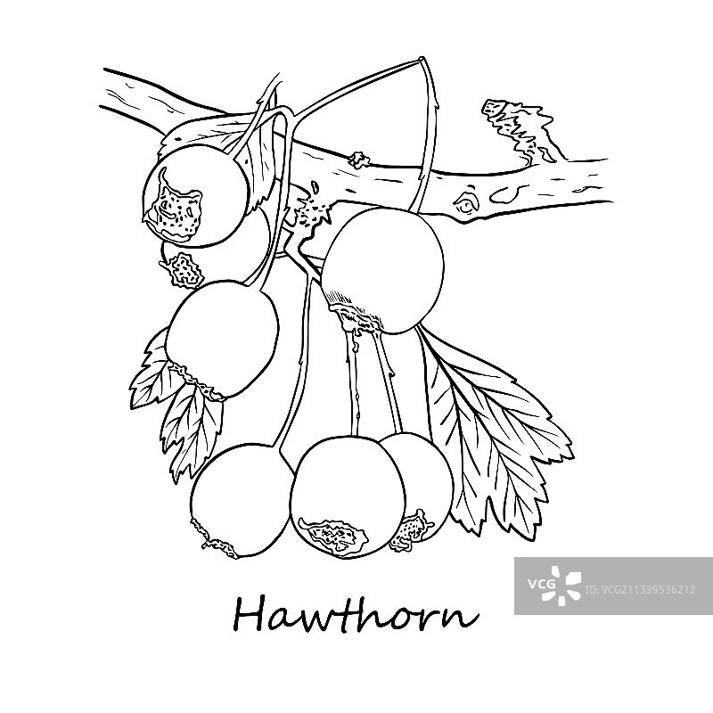 抽象线条艺术山楂小苍兰图片素材