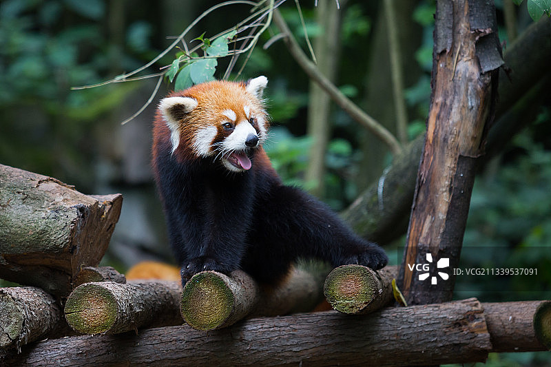 小熊猫图片素材