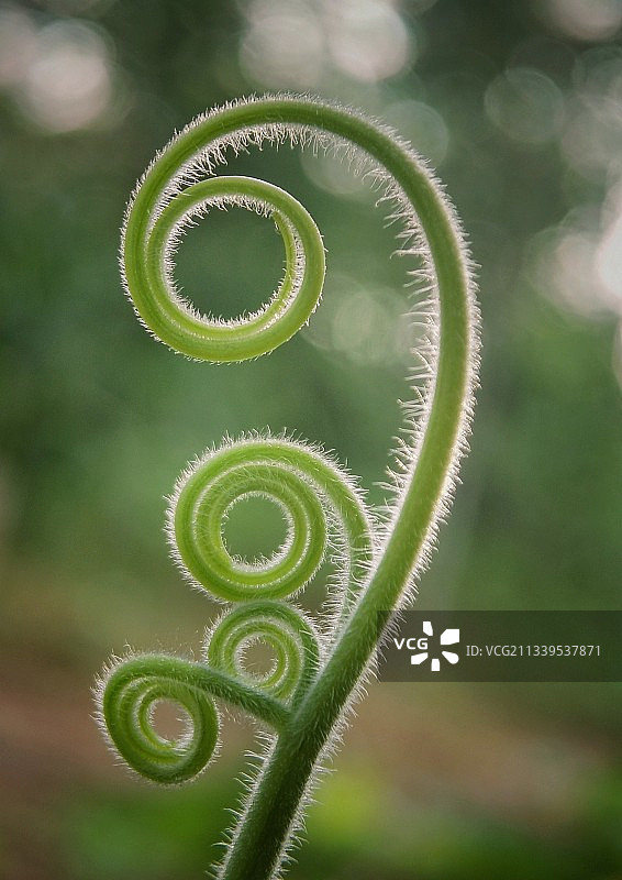 南瓜须～图片素材