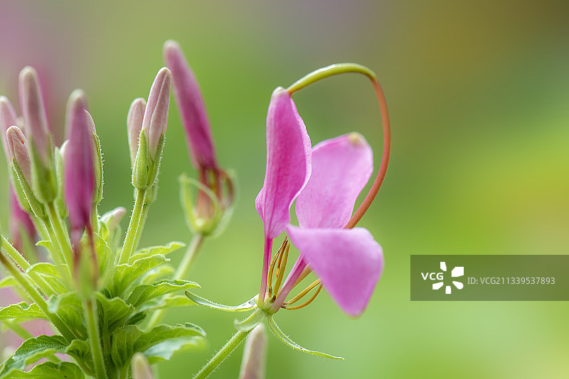 醉蝶花 拍摄于济南泉城公园图片素材