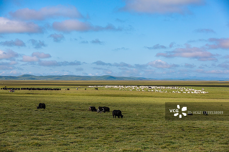 诺尔盖草原图片素材