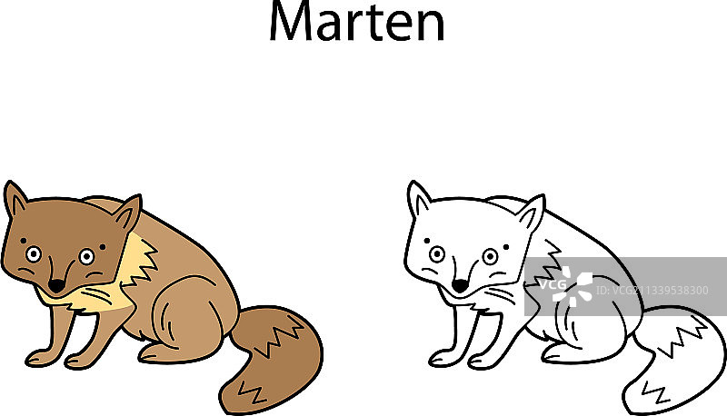 有趣的可爱动物貂图片素材